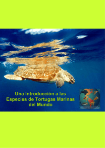 Introducción a las Especies de Tortugas Marinas del Mundo