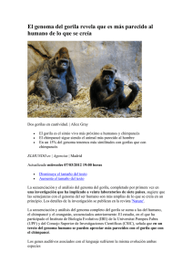 El genoma del gorila revela que es más parecido al humano de lo