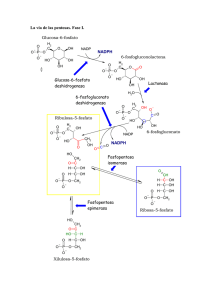 via de las pentosas