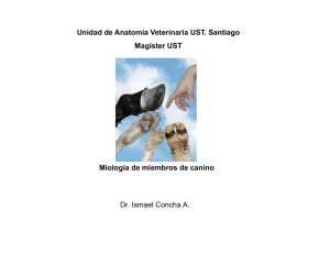 Sesión 1 Miología de miembros de canino Unidad de Anatomía