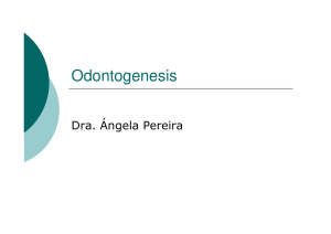Odontogenesis