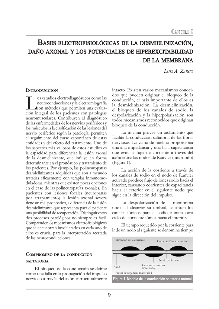 Impulso del conduccion nervioso concepto saltatoria