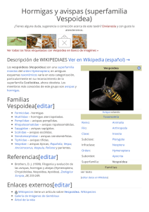 Hormigas y avispas (superfamilia Vespoidea)