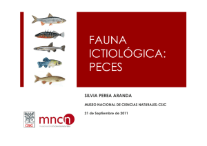 Fauna ictiológica: Peces. Silvia Perea