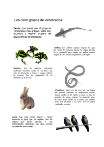 Los cinco grupos de vertebrados.