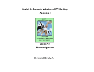 Sesión 13 Sistema digestivo Unidad de Anatomía Veterinaria UST