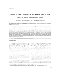 Analysis of Bone Variations of the Occipital Bone in Man