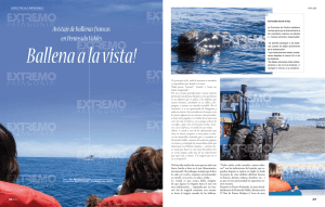 Avistaje de ballenas francas en Península Valdés.