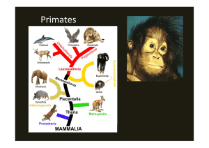 Primates 1. MU