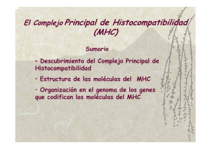 El Complejo Principal de Histocompatibilidad (MHC)