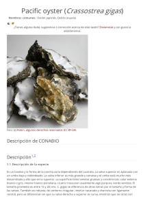 Pacific oyster (Crassostrea gigas)