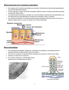 Diferenciaciones de la membrana plasmática Microvellosidades