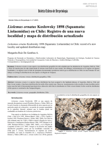 Boletín Chileno de Herpetología Liolemus ornatus Koslowsky 1898