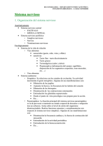 Sistema nervioso - ies conselleria