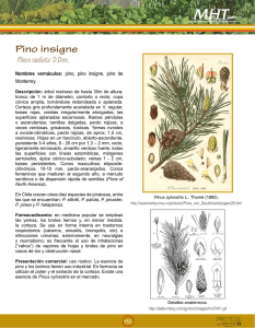 Pino insigne Pinus radiata D.Don.