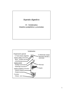 Aparato digestivo-III: Vertebrados - intestino postpilórico y proctodeo