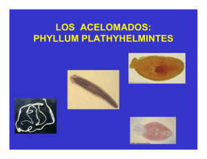 los acelomados: phyllum plathyhelmintes