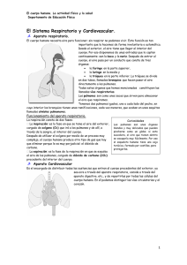 El Sistema Respiratorio y Cardiovascular.