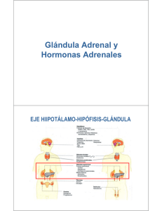 Glándula Adrenal y Hormonas Adrenales