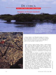 Manglares: los bosques inundados