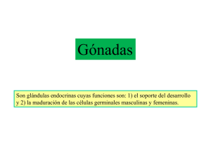 Transparencias de Endocrinología_7 (Gonadas)
