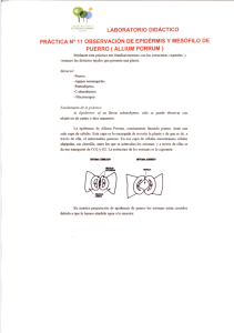 LABORATORIO DIDÁCTICO PRÁCTICA N° 11 OBSERVACIÓN DE