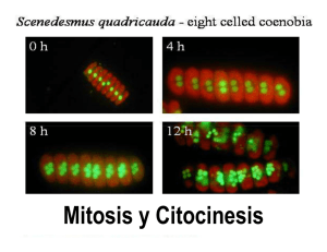 Mitosis y Citocinesis