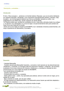 El olivo, Olea europaea L., pertenece a la familia botánica Oleacea
