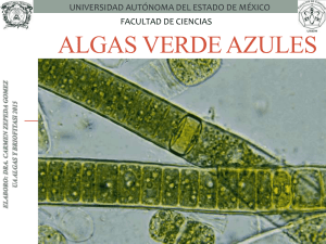 algas verde azules - Universidad Autónoma del Estado de México