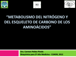 catabolismo del esqueleto de carbono y del nitrógeno de los