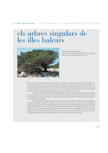Arbres singulars de Balears - Govern de les Illes Balears