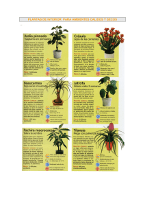 plantas de interior para ambientes calidos y secos