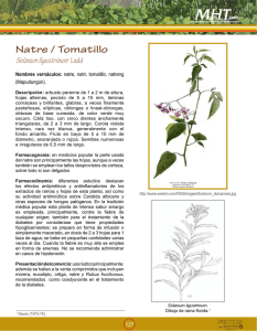 Natre / Tomatillo Solanum ligustrinum Lodd