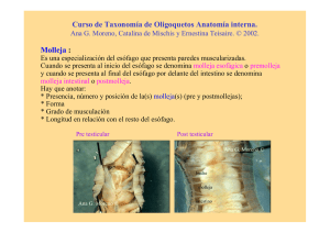 Molleja : Curso de Taxonomía de Oligoquetos Anatomía interna.