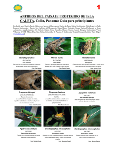 Anfibios del Paisaje Protegido de Isla Galeta, Colón, Panamá