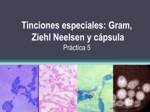 Tinciones especiales: Gram, Ziehl Neelsen y cápsula Práctica 4