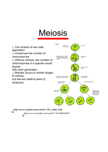 Meiosis - whssbiozone