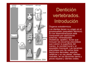 Dentición vertebrados. Introdución