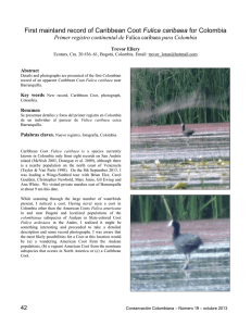 First mainland record of Caribbean Coot Fulica caribaea for Colombia