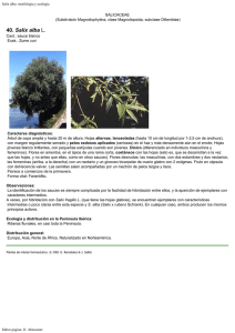 Salix alba: morfología y ecología