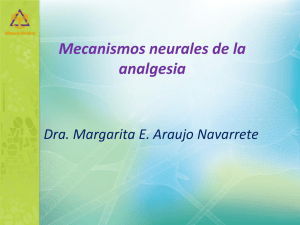 Mecanismos neurales de l analgesia ecanismos neurales de la