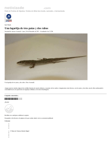 Una lagartija de tres patas y dos rabos ( PDF )