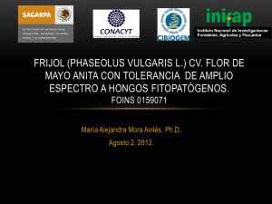 FRIJOL (PHASEOLUS VULGARIS L.) CV. FLOR DE MAYO ANITA