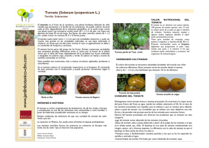 Tomate (Solanum lycopersicum L.)