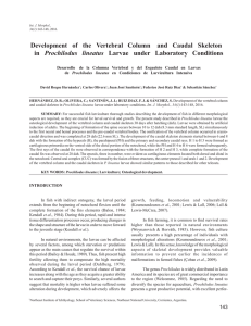 Development of the Vertebral Column and Caudal