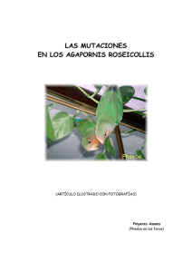 las mutaciones en los agapornis roseicollis
