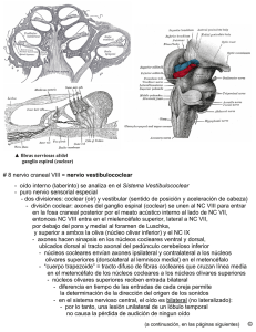 8 nervio craneal VIII = nervio vestíbulococlear