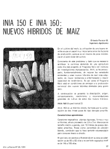 INIA 150 E INIA 160: NUEVOS HIBRIDOS DE MAIZ