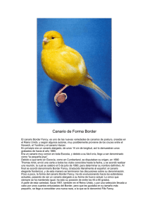 Canario de Forma Border