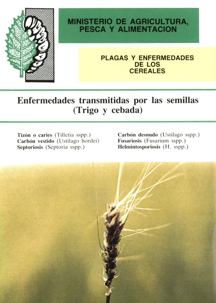 Helminthosporium gramineum cebada